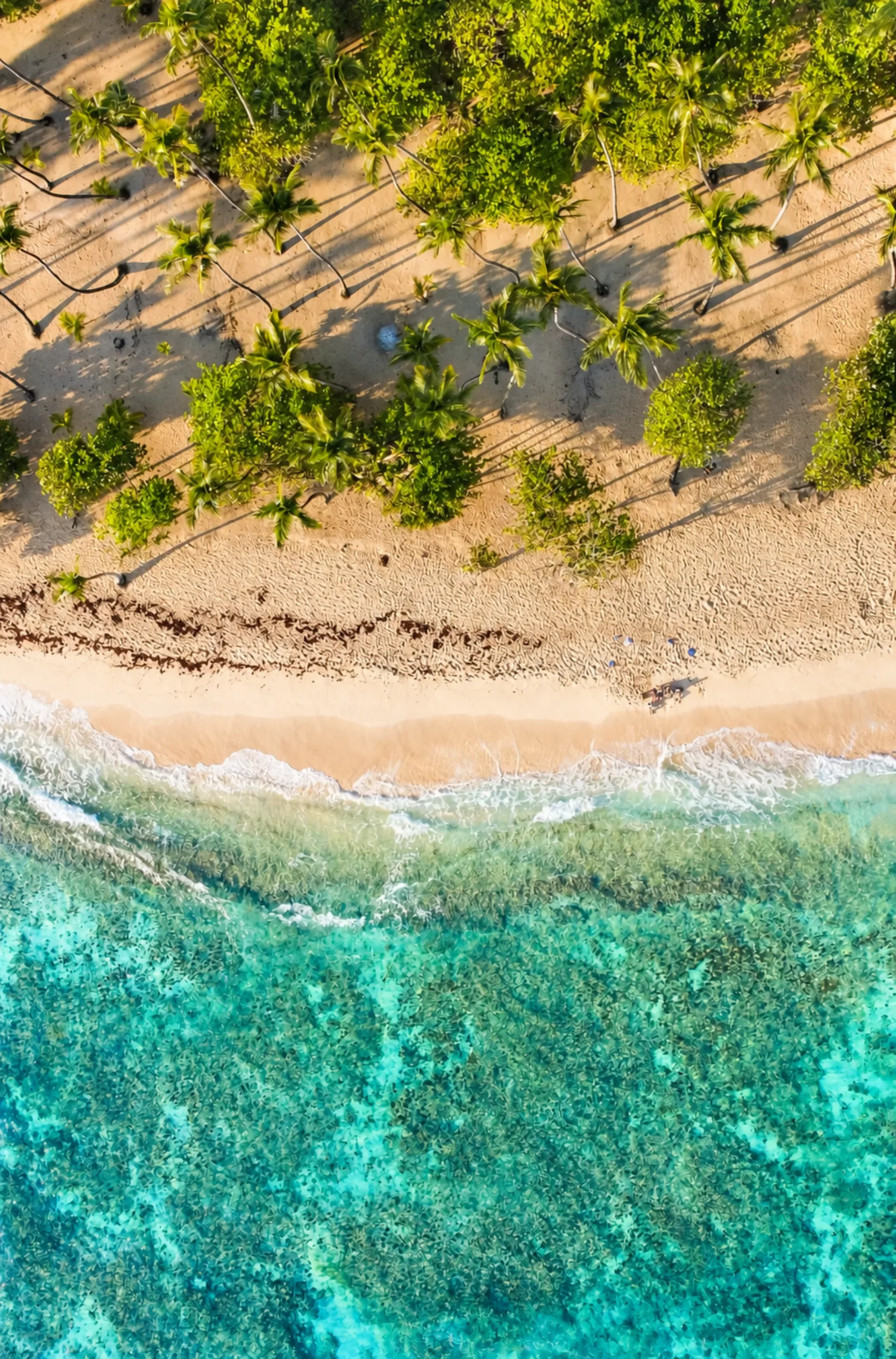 Bright aerial view of a palm-lined beach and turquoise water at Orchid Bay